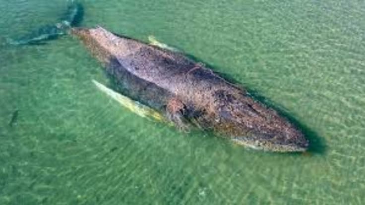 La historia de Timmy y las causas que pueden hacer varar a una ballena jorobada