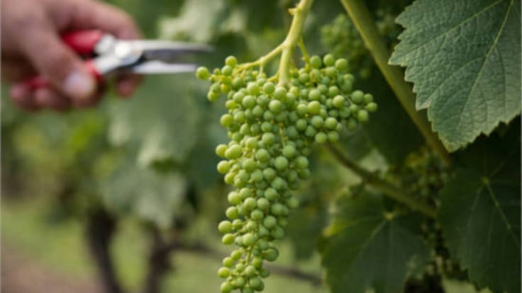 Las OPAS tildan de fracaso la convocatoria de solicitudes de ayuda para la cosecha en verde