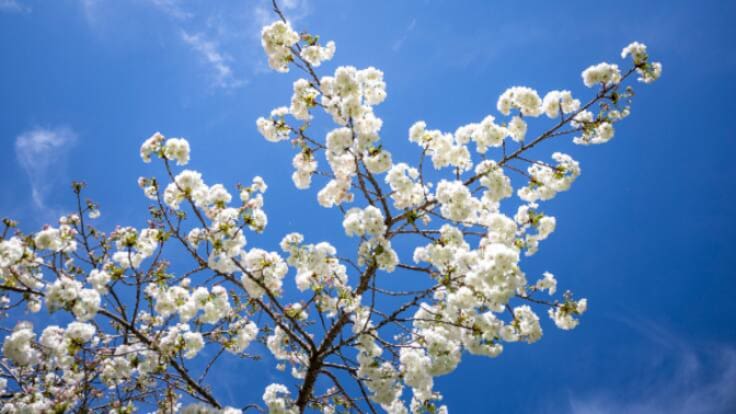 'Primavera en mi pueblo', la firma de opinión de Pablo Ferrandis