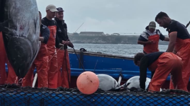 El inicio de la Almadraba y su historia