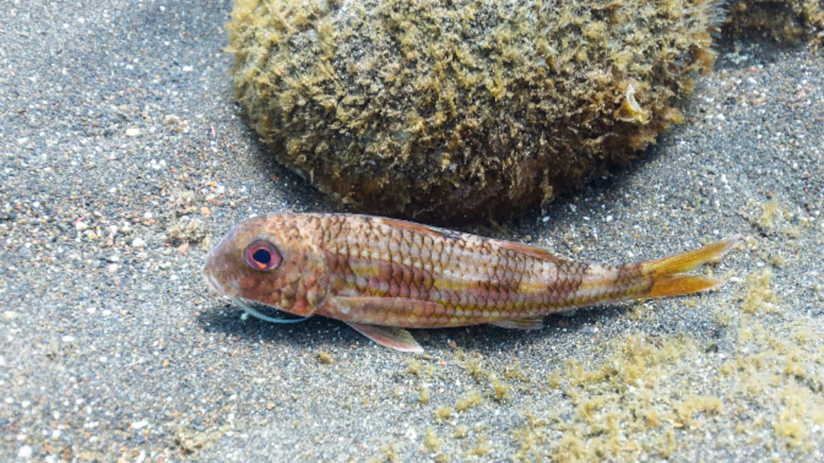 La cocaína, responsable del extraño comportamiento de algunos peces que estudian los científicos