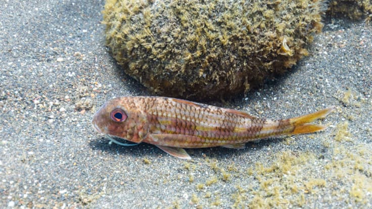 La cocaína, responsable del extraño comportamiento de algunos peces que estudian los científicos