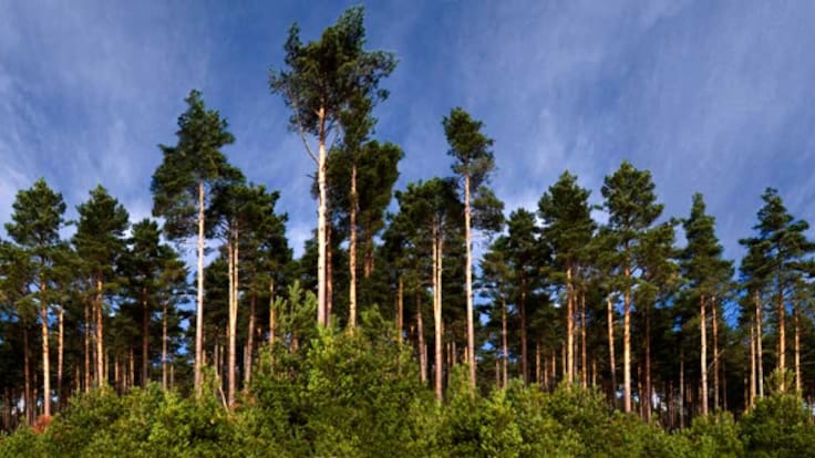 El sector de la madera en Cantabria alerta de la pérdida de masa de pino y de empresas por la falta de materia prima