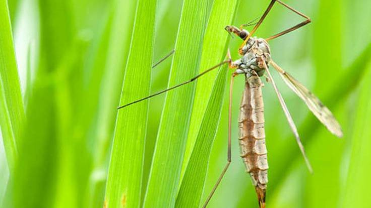 La entomología tiene un interés creciente en los campos médico, veterinario y salud pública