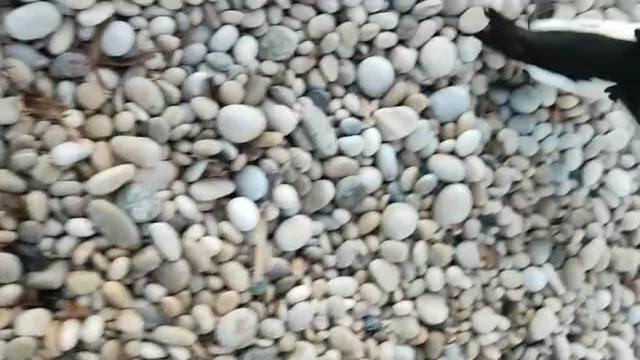 Ver vídeo / Un raro descendiente de pingüino visto en una playa de l'Alfàs del Pi (Alicante)