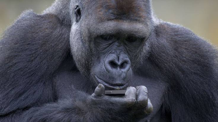 Encuentran a unos gorilas viendo el último capitulo de Juego de Tronos