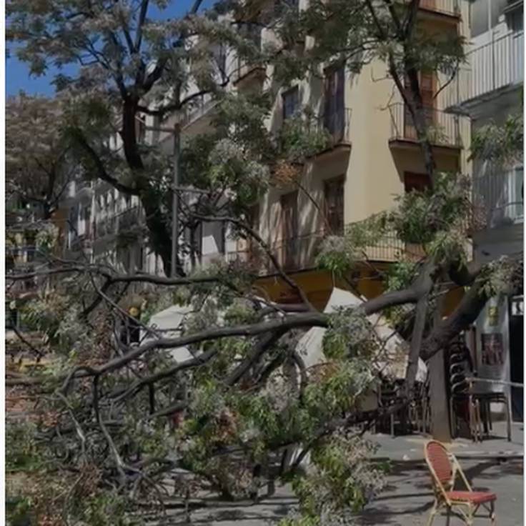 Imagen del árbol caído en la plaza del Mercado