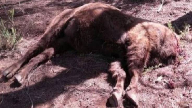 Mesa de España: Los bisontes decapitados de Valencia murieron de hambre